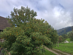Kastanienbaum im Bühlhof